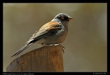  Yellow-eyed Junco � Janet Zinn